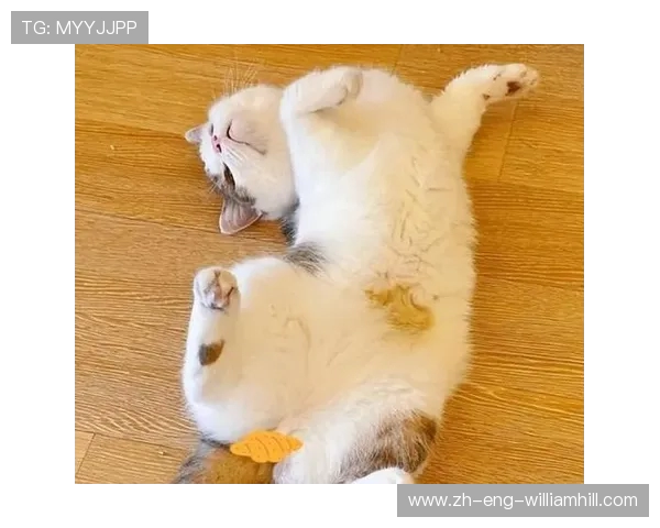 活泼猫咪与主人互动的有趣游戏，增进感情又锻炼智力的快乐时光